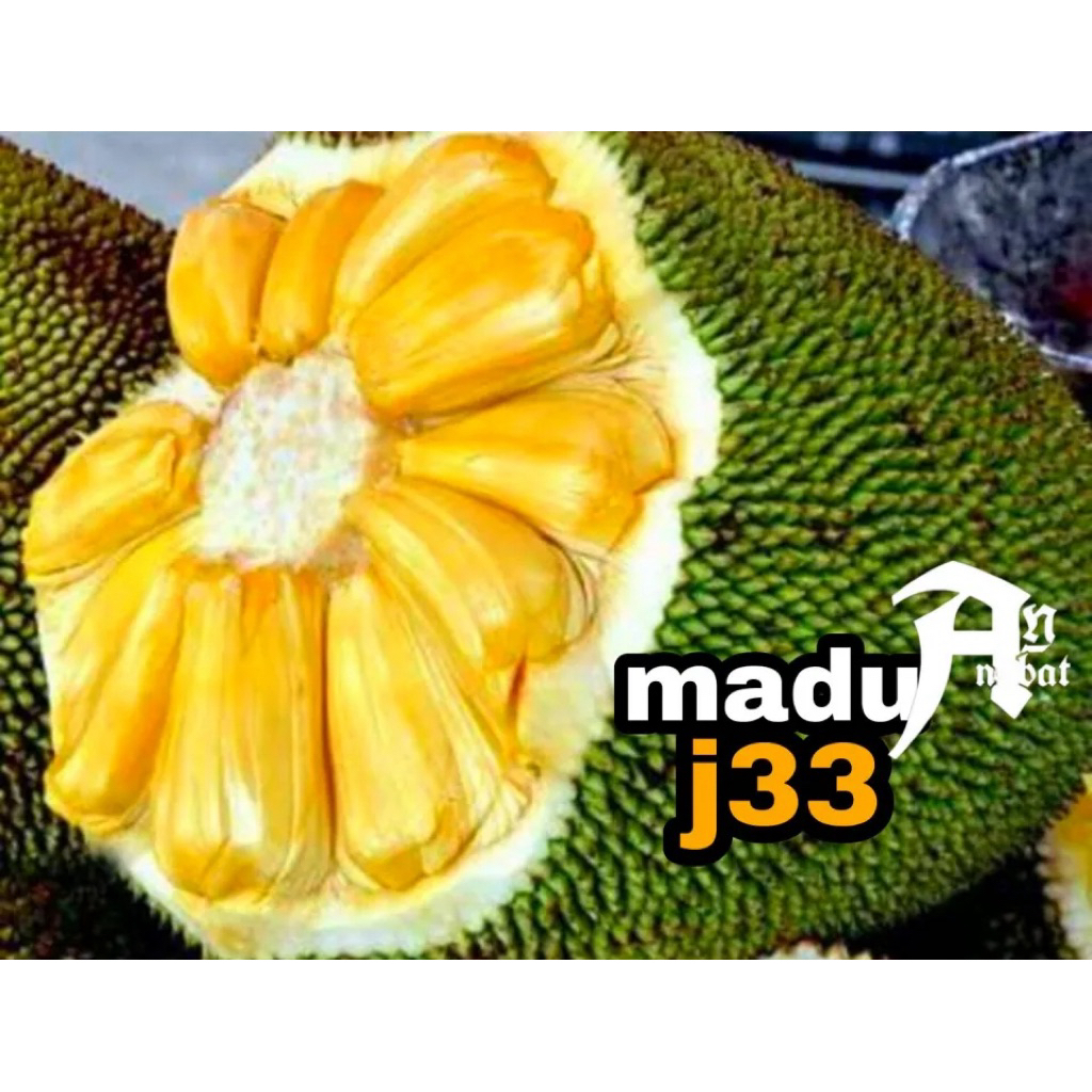 bibit tanaman indukan  nangka d33 & nangka merah tinggi 2meter pengirman packing kayu