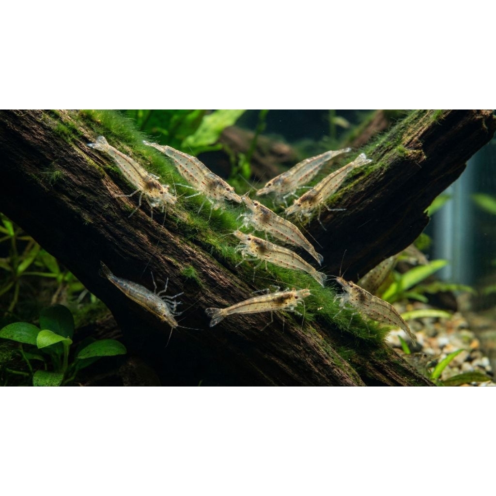 Caridina Multidentata / Amano Shrimp (Paket 10 Ekor) - Pembasmi Hair Algae & Detritus Efektif