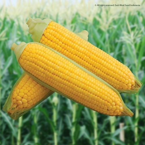 15 Biji Benih Jagung BONANZA NOW F1