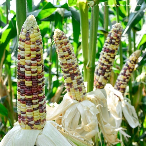 5 Biji Benih Jagung JUTAWAN F1