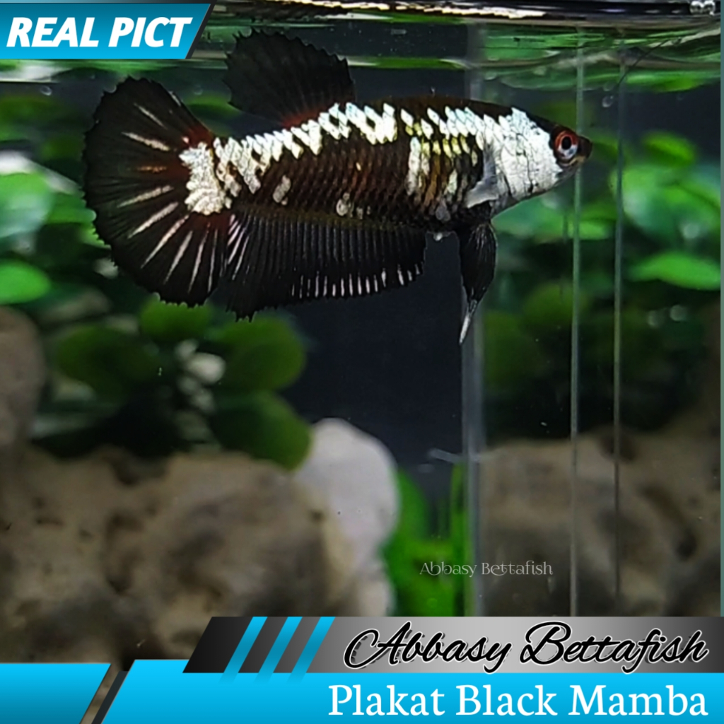 Cupang Plakat Black Mamba Female Real Picture