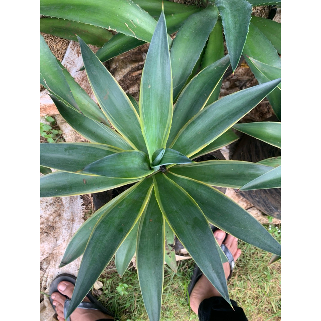 Tanaman Agave Americana dewasa