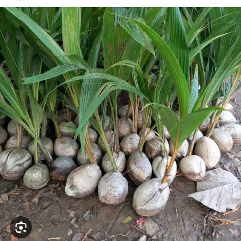 Bibit kopyor berkualitas Asli Pati