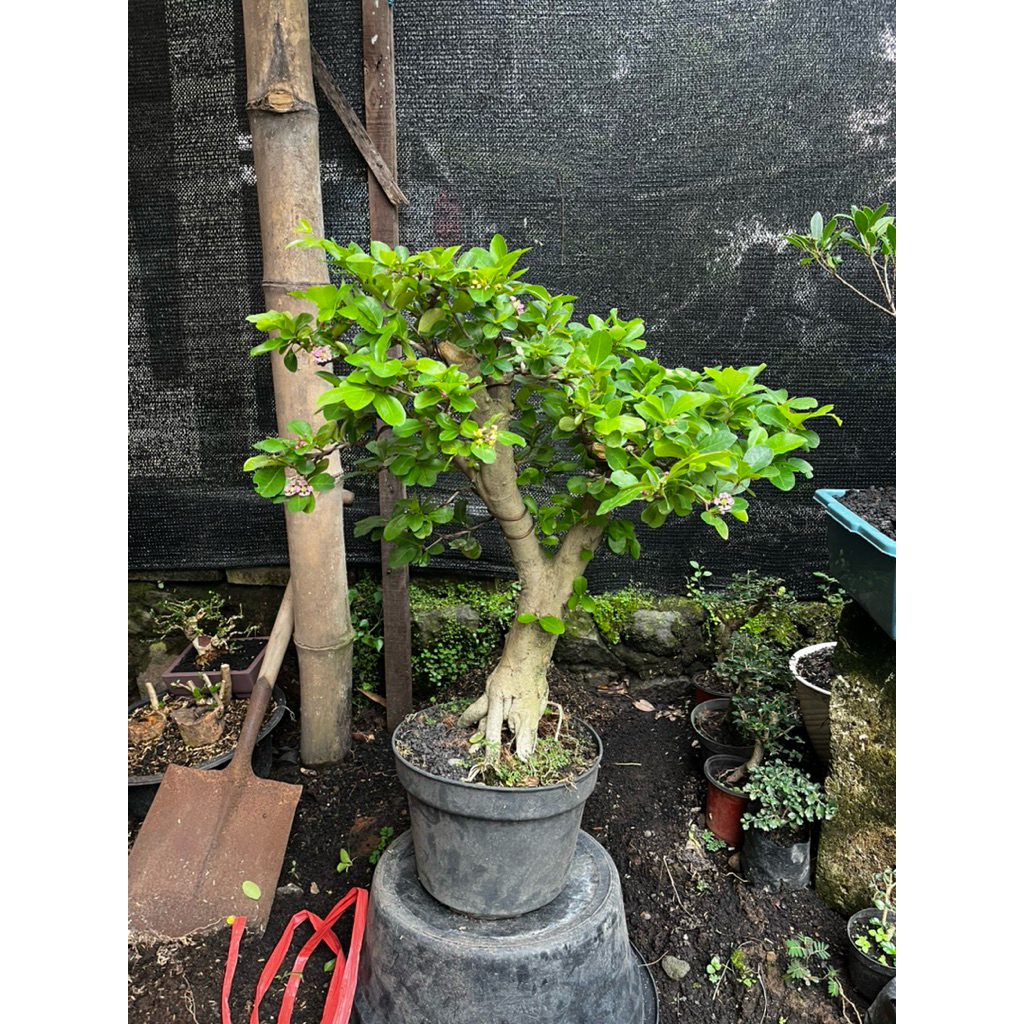 bonsai sianci kecut berbuah medium