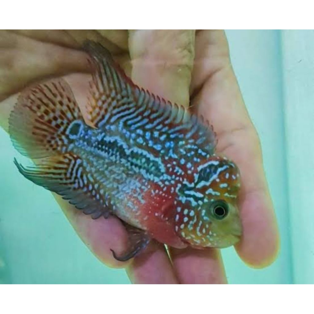 cencu full marking tebal 7-9cm