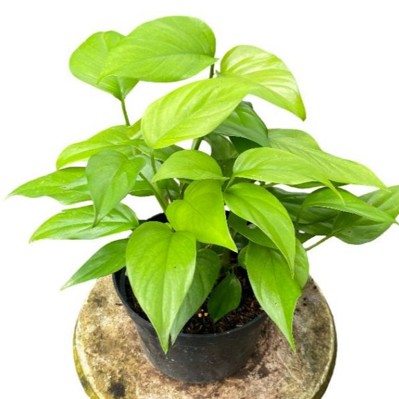 Rhaphidophora pertusa