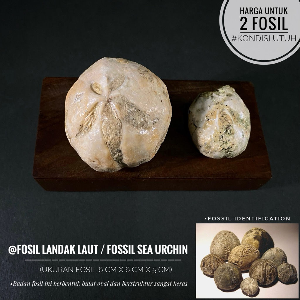 Fosil Landak Laut Purba B24 atau Fossil Sea Urchin atau Fosil Awar Awar atau Fosil Bintang Laut atau