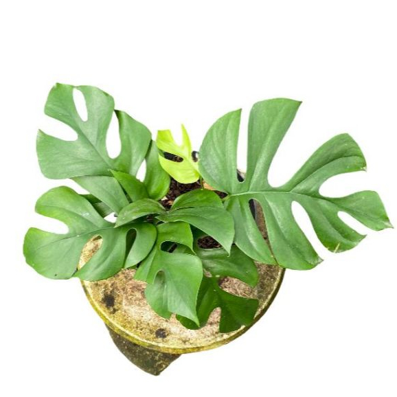 Rhaphidophora Tetrasperma