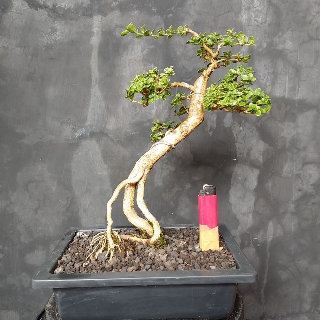 Bonsai sancang variegata  premna microphylla
