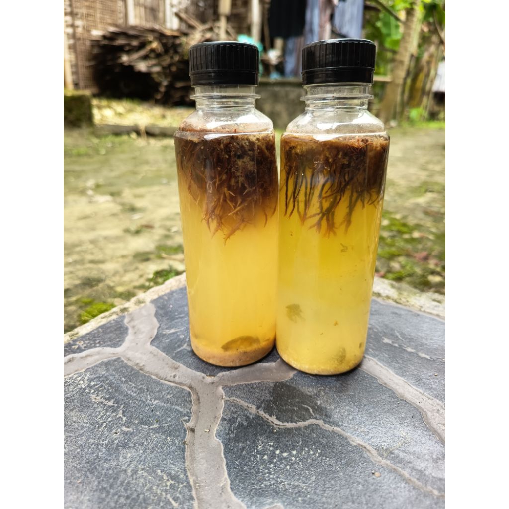 jakaba jamur keberuntungan abadi 250ml jakaba super