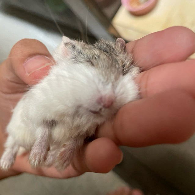 Preloved barang hamster