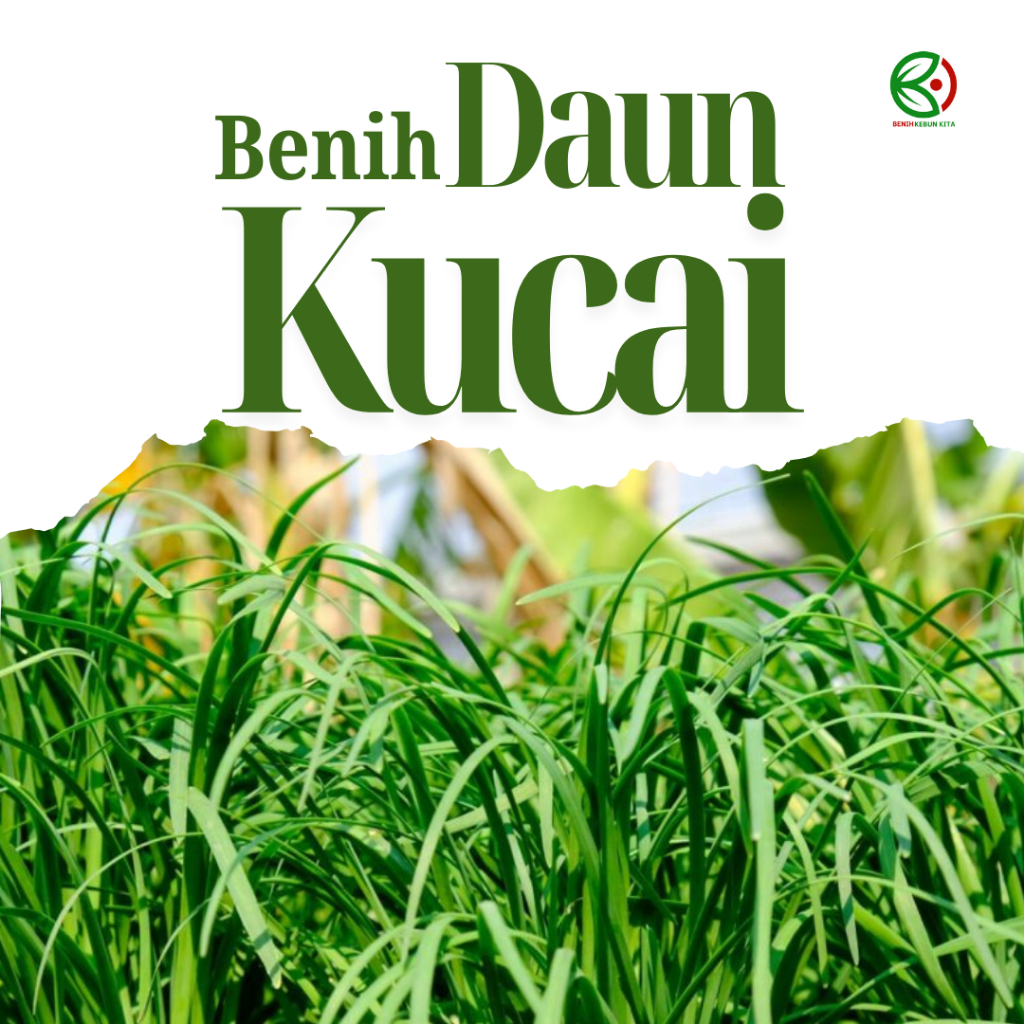 Biji Benih Bibit Tanaman Sayuran Daun Kucai Unggul Berkualitas