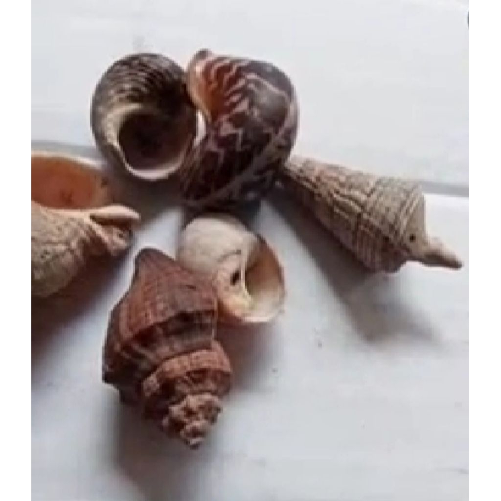 10 Cangkang kelomang ukuran M (kecil)