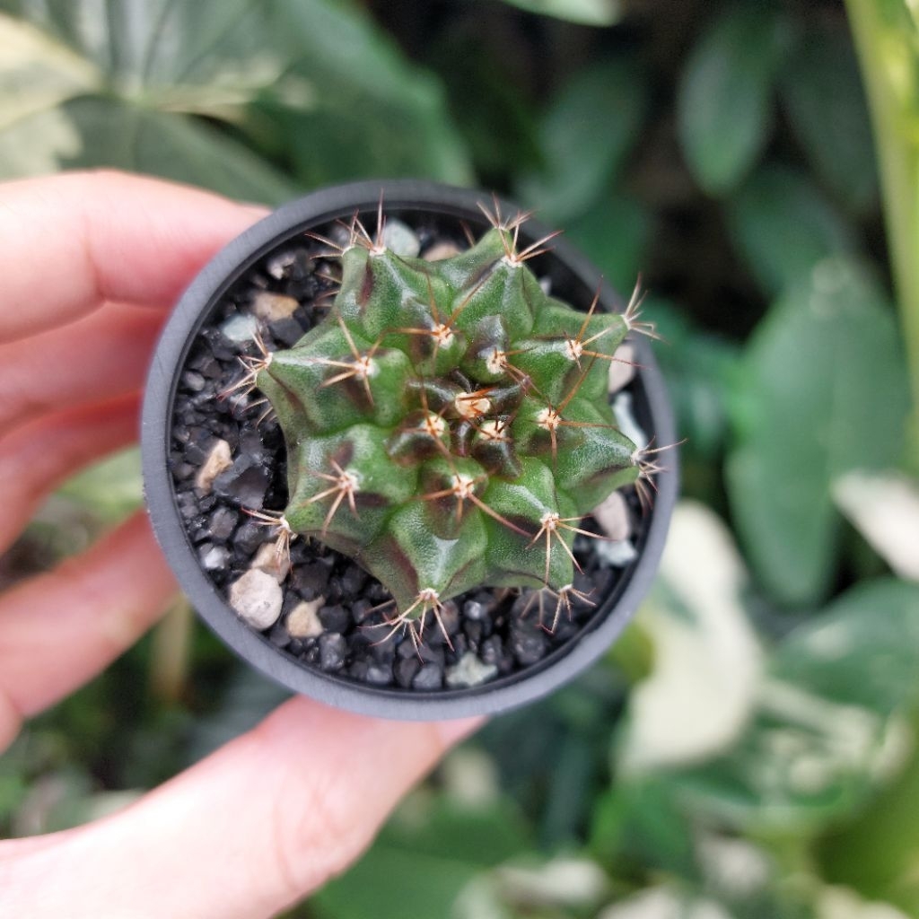 Kaktus Palembang Sukulen Sumatera Gymno Gymnocalycium Trex Hybrid Neon  Var