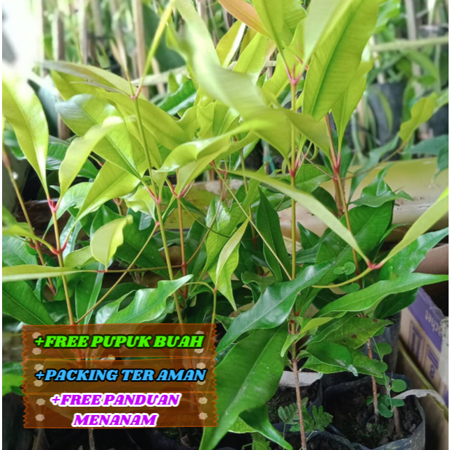 Bibit / Pohon Cengkeh zanzibar Super Unggul