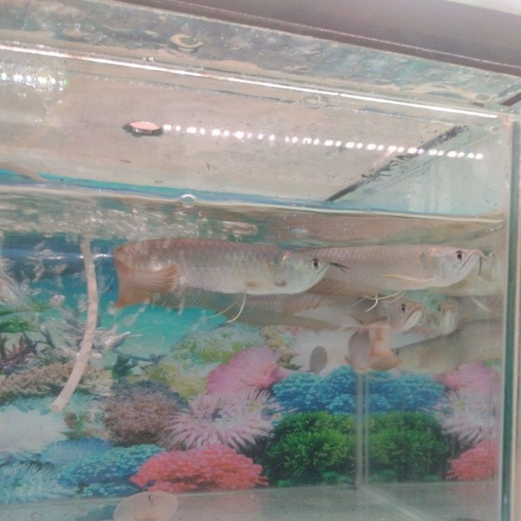 ARWANA SILVER RED -+15CM