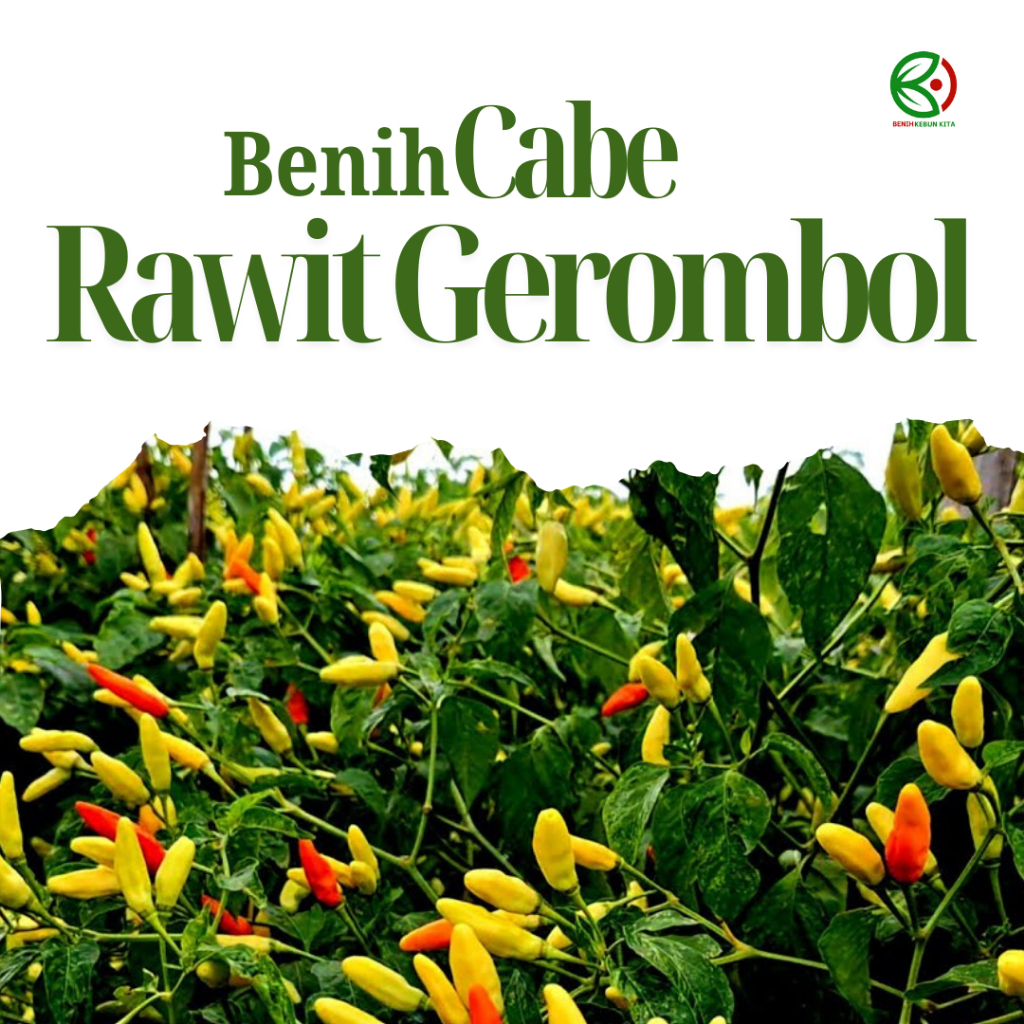 Biji Benih Bibit Tanaman Sayuran Cabe Rawit Gerombol Prentul Unggul Berkualitas