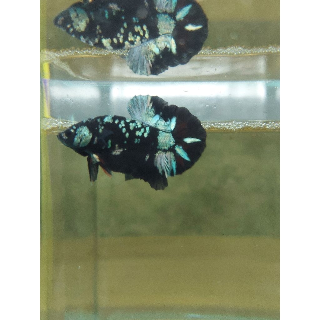 Ikan Cupang Avatar Cooper Realpict