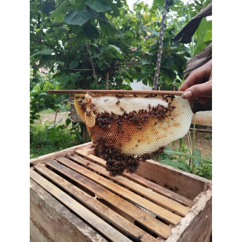 MADU Ondoan lokal atau apis cerana