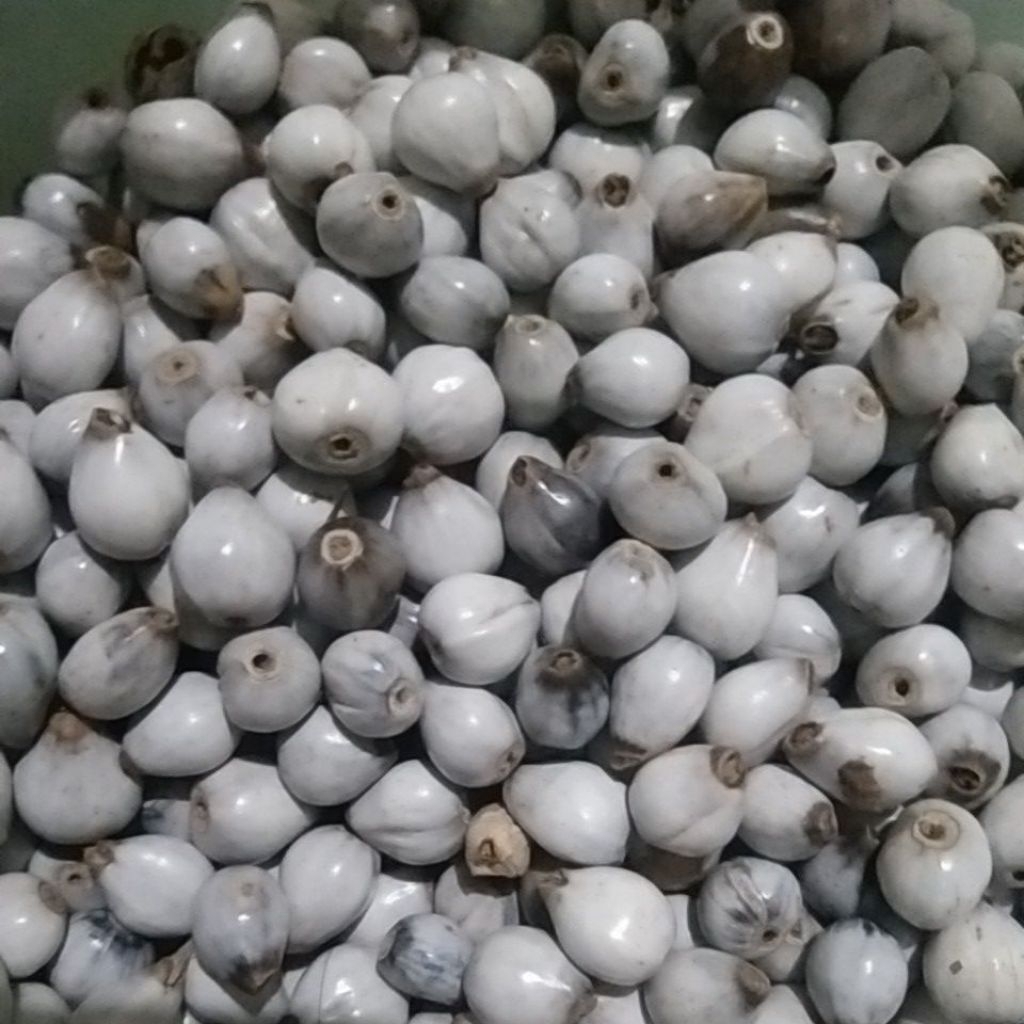 BIJI HANJELI asesoris ( bibit )