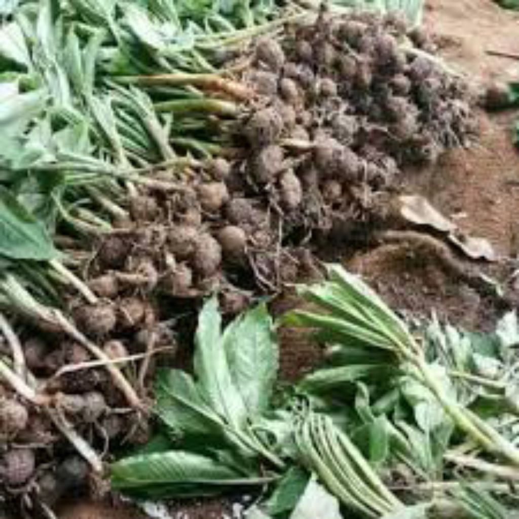 bibit umbi porang 1kg