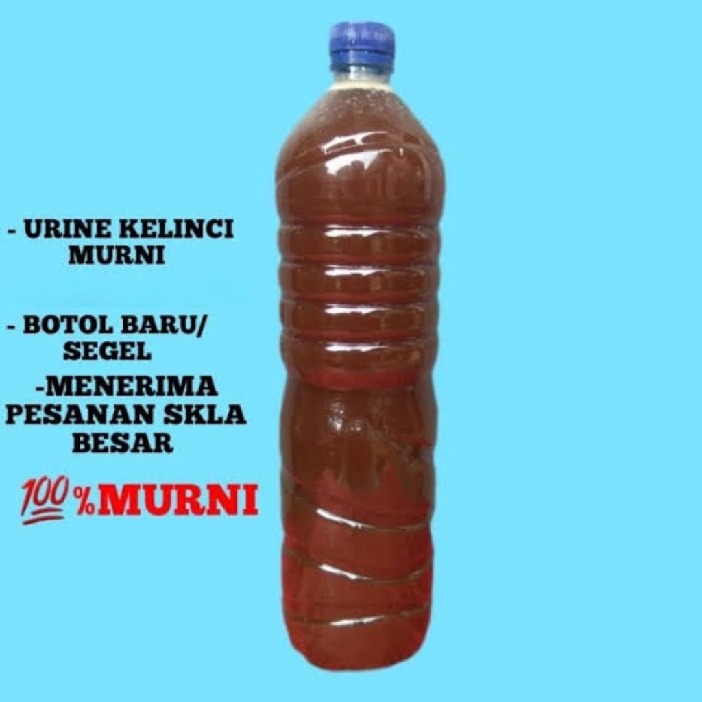 urin kelinci murni