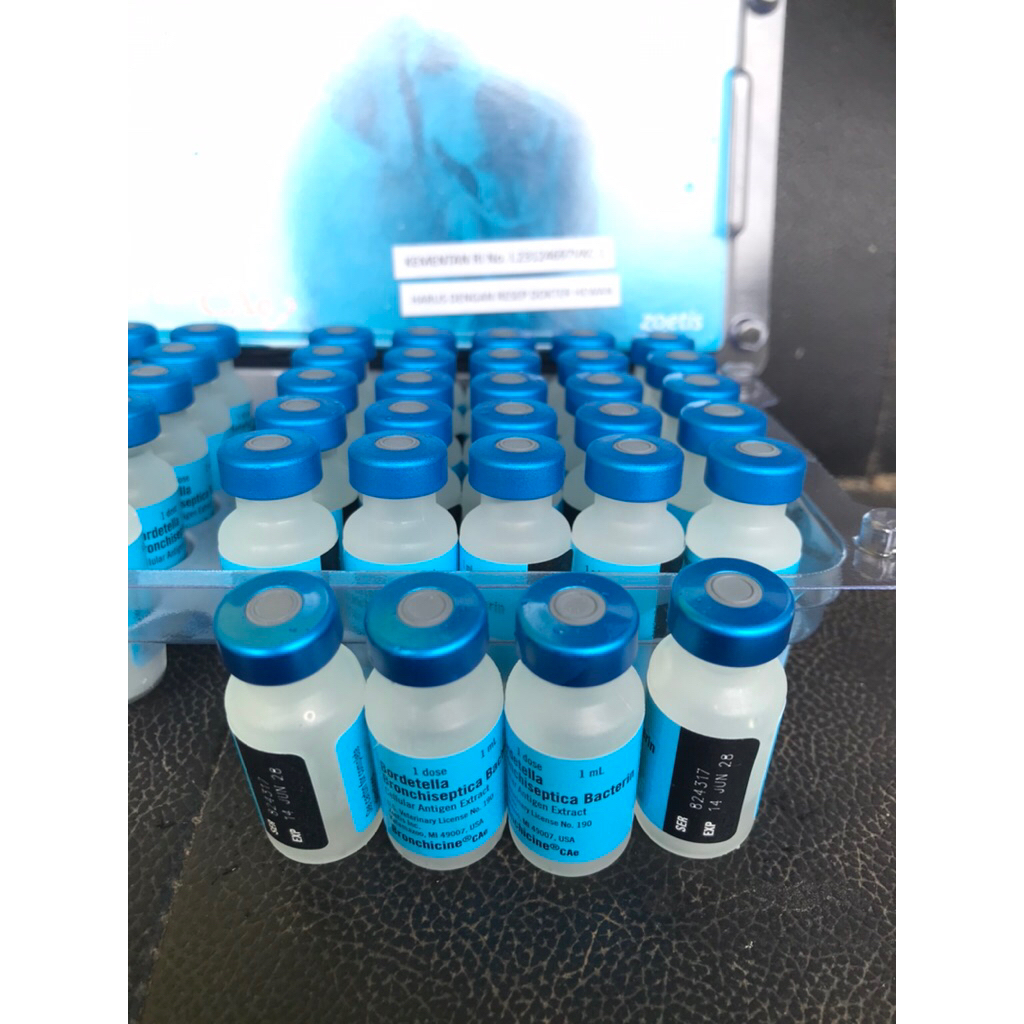 vaksin Bordetella untuk mencegah batuk pada anjing