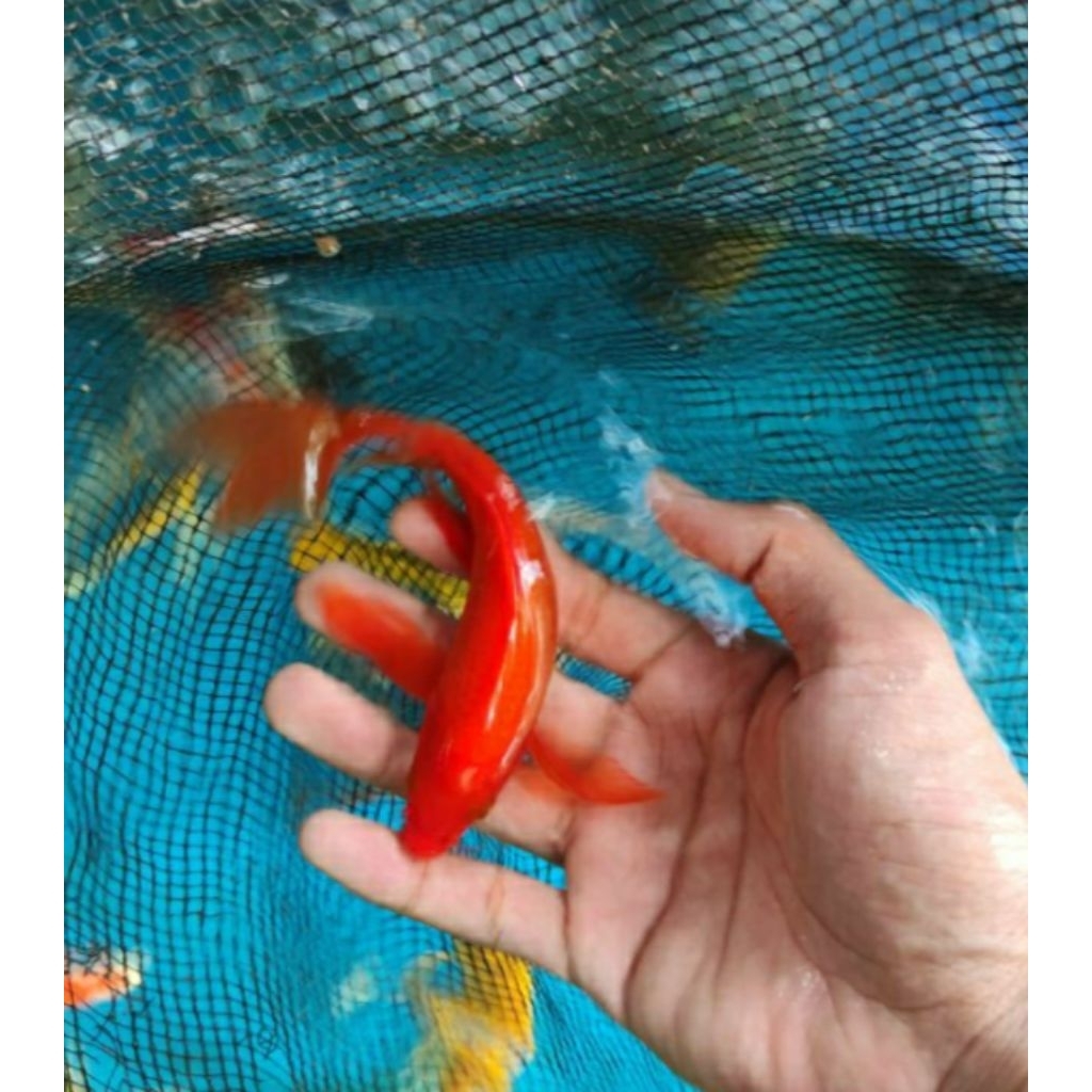 koi benigoi kumpay sleyer