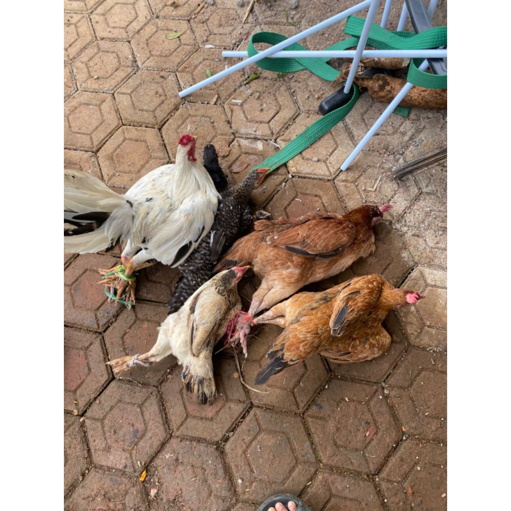Ayam kampung daging potong segar berbagai ukuran