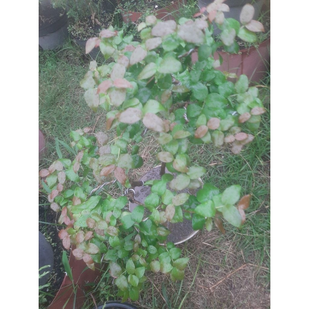 Bonsai Hias Bahan Dewandaru Semi Taman Real