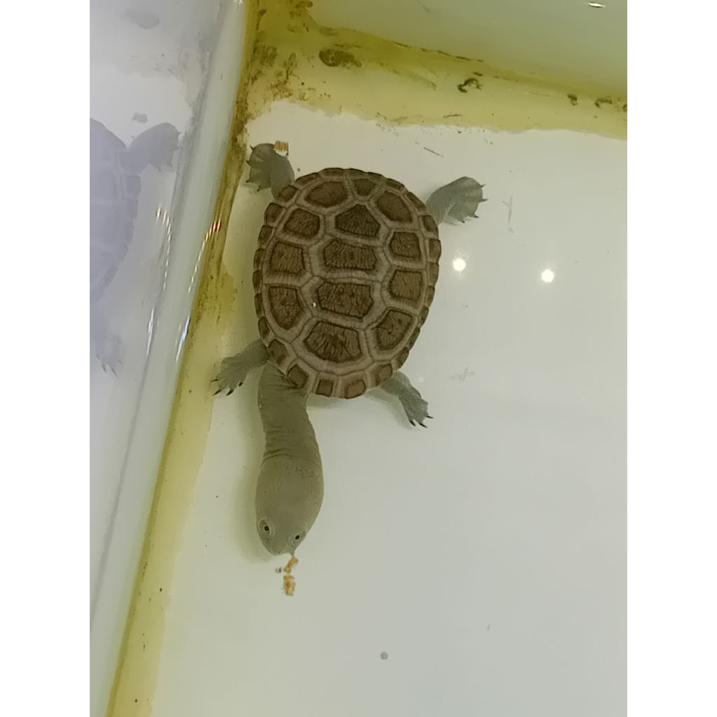 kura siebenrocky baby up 6-7cm