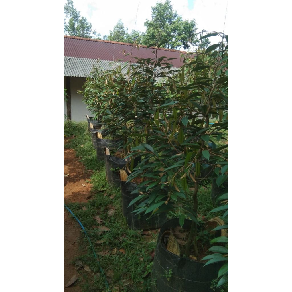 bibit duri hitam, super tembaga, musangking, bawor 2meter