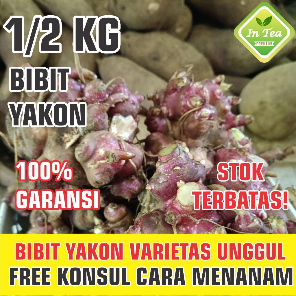 Bibit Yakon | Rimpang yakon 500g