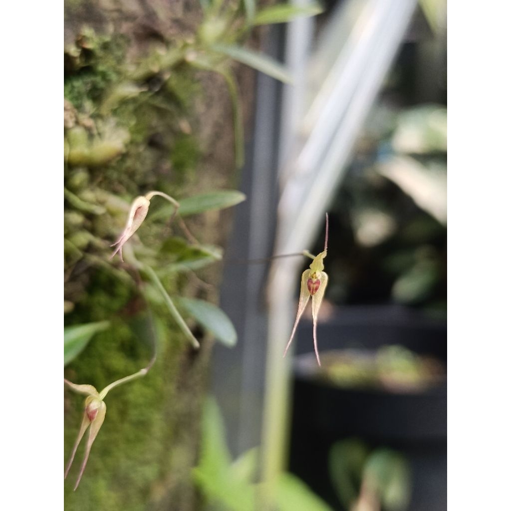 Bulbophyllum sp papua