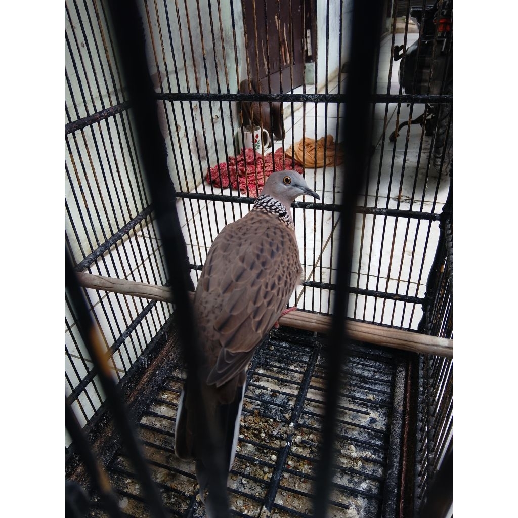 Tekukur Kuk 2 sandung 3 masih umur 3 bulan mulai belajar bunyi