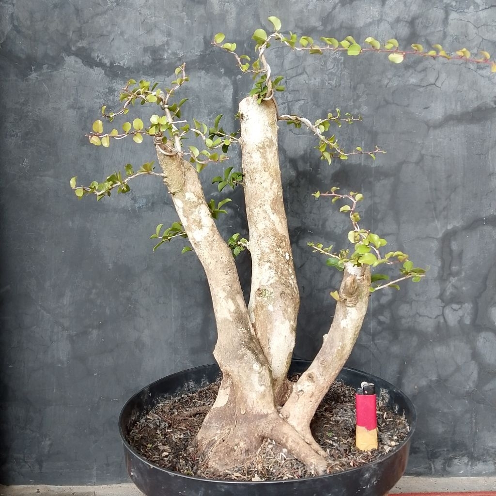 Bahan bonsai rukem saratan sesuai foto