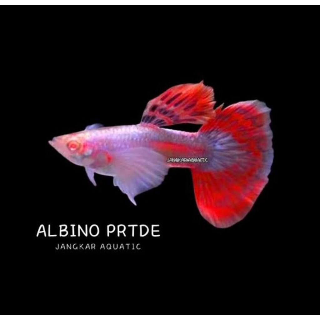 Obat Ikan ~ALBINO PRTDE~
