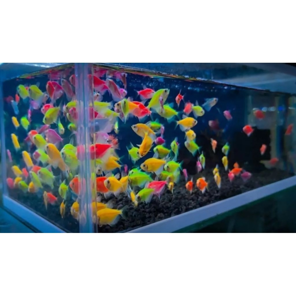 Ikan glofish ikan warna-warni paketan isi 10 ekor lebih murah.