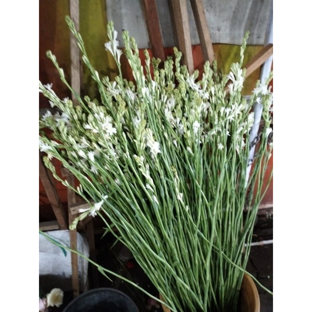 Sedap Malam Tangkai - Bunga Segar Sedap Tangkai 10 Pcs