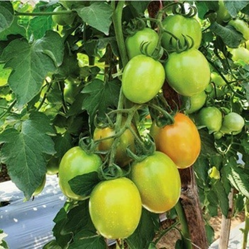 5 Biji Benih Tomat TM MARINA