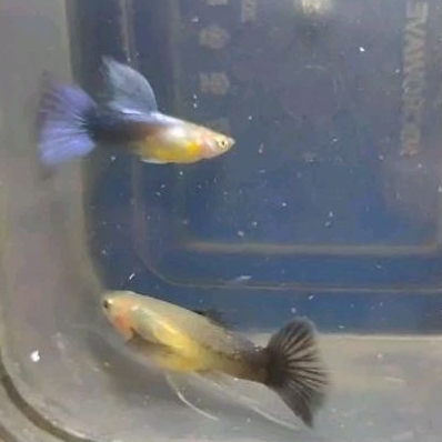 Guppy Kipas Hb Blue Ribbon 1J 1B
