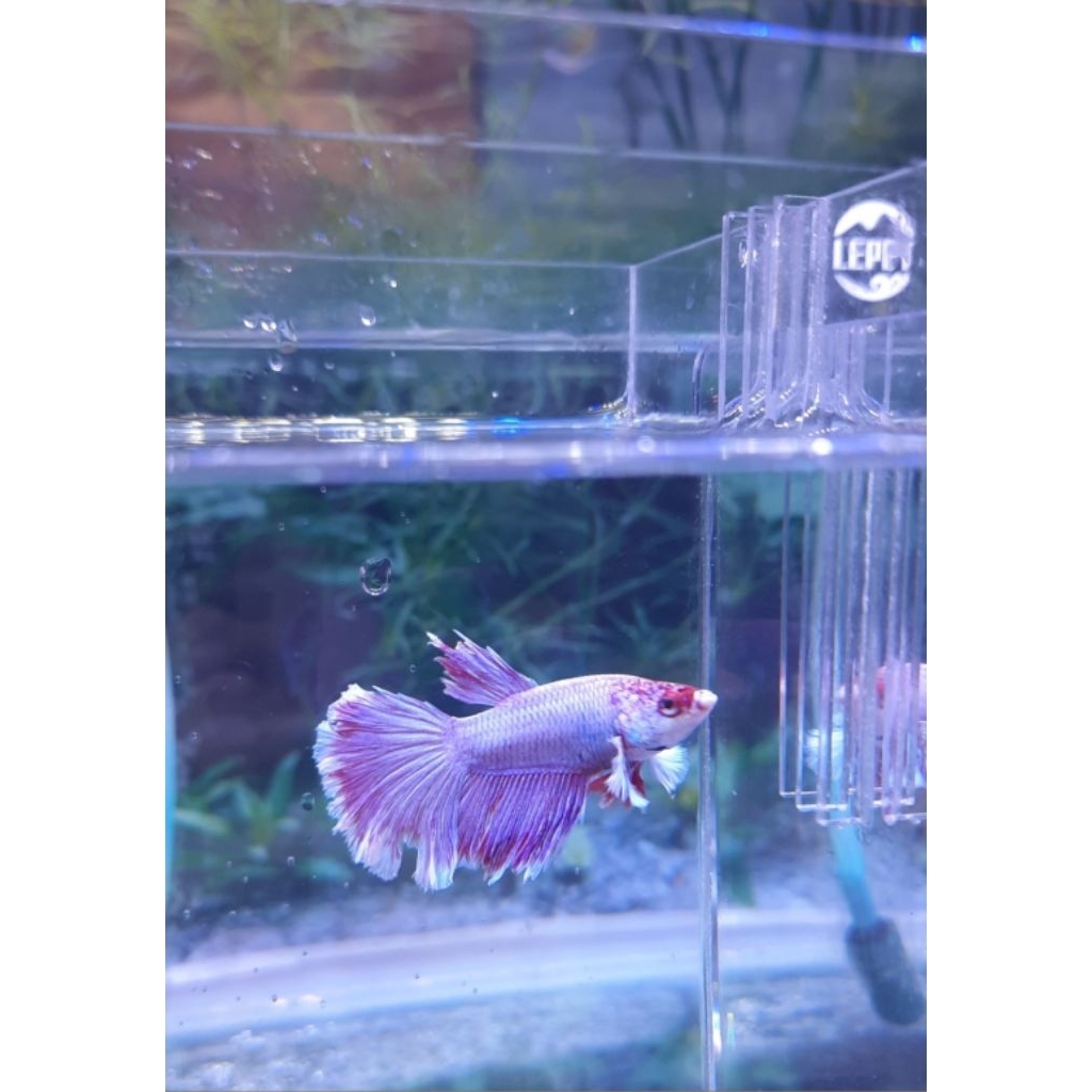 Ikan Cupang Halfmoon Dumbo Ear