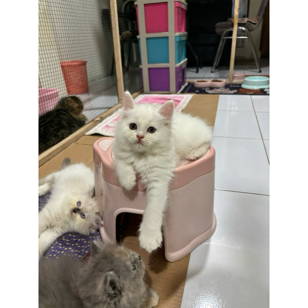 kitten persia mix maincone