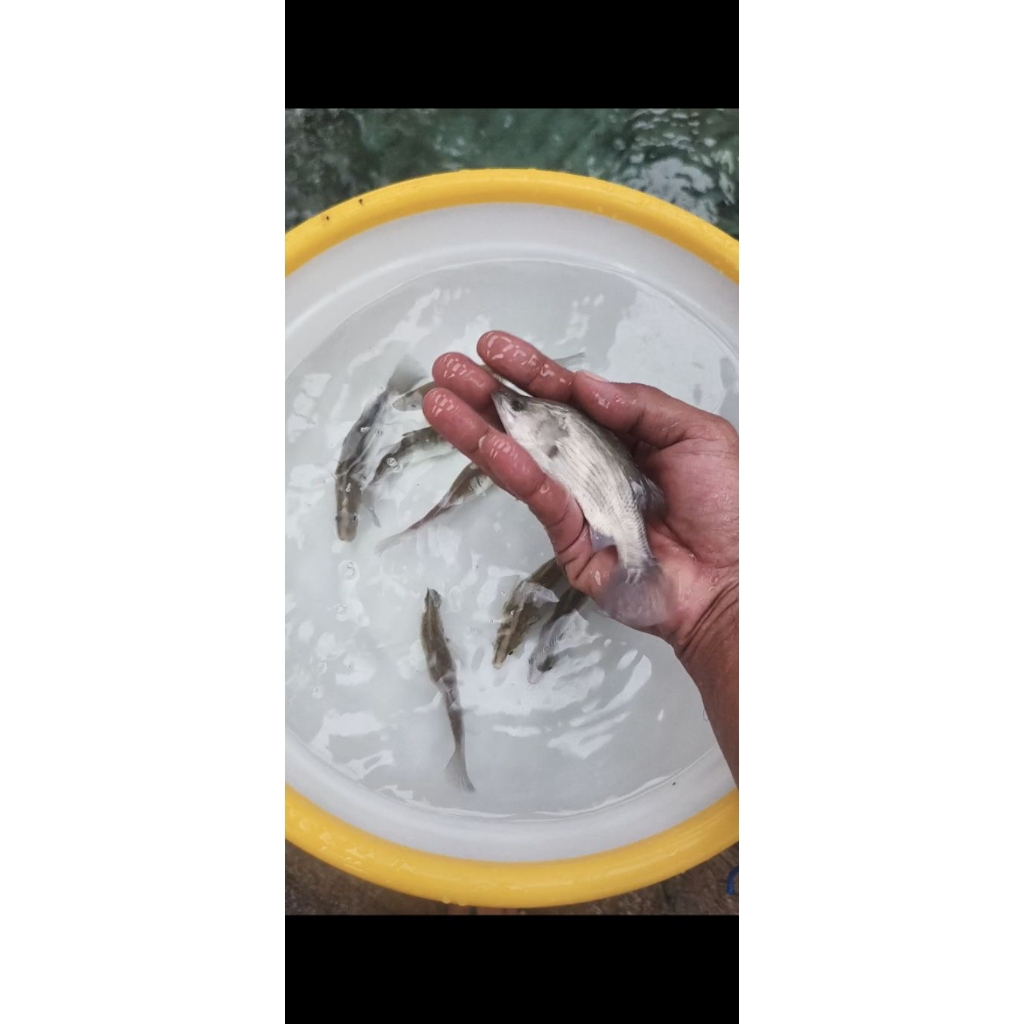 Kakap Putih (Baramundi) Air Tawar