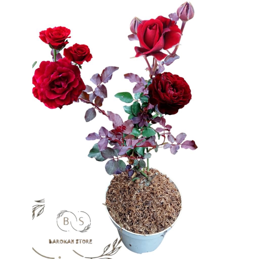 Mawar merah donjuan dewasa super wangi mudah berbunga - Tanaman hidup mawar kelopak bunga besar