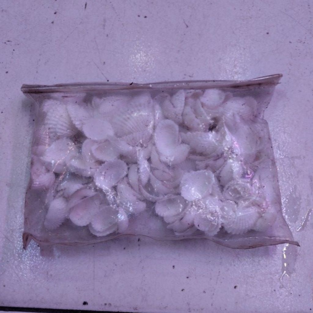 kerang putih Asesoris aquarium