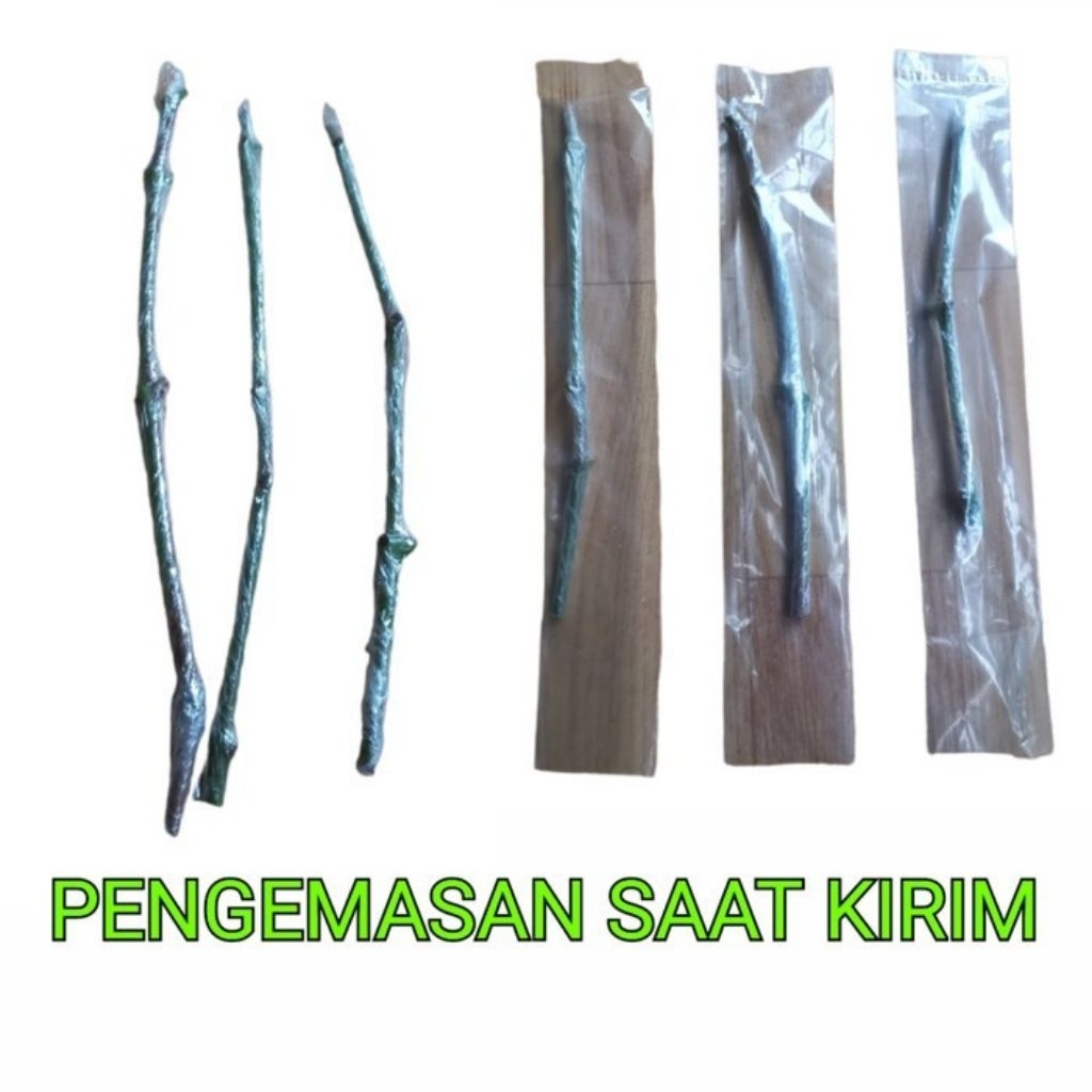 ENTRIES JAMBU AIR MUTIARA HITAM