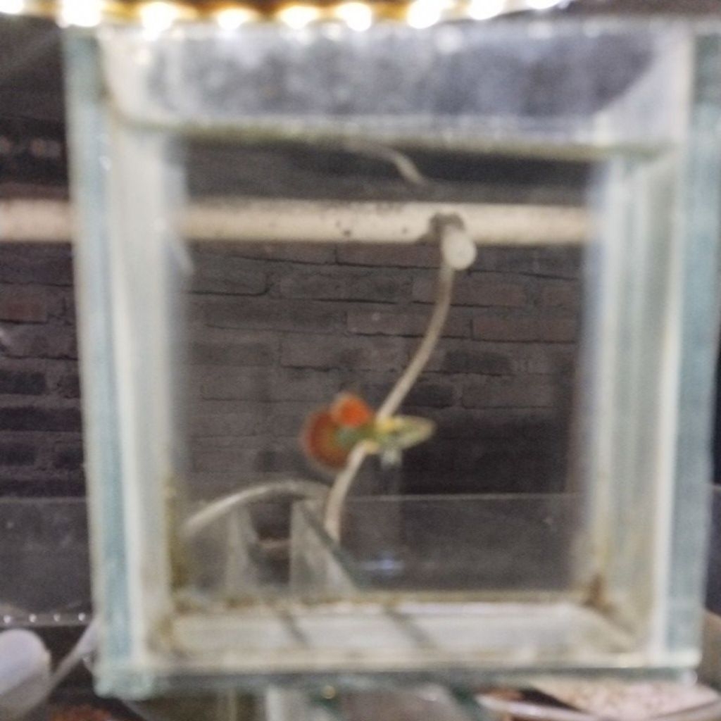 hiasan aguarium guppy platinum red dragon 1 pasang