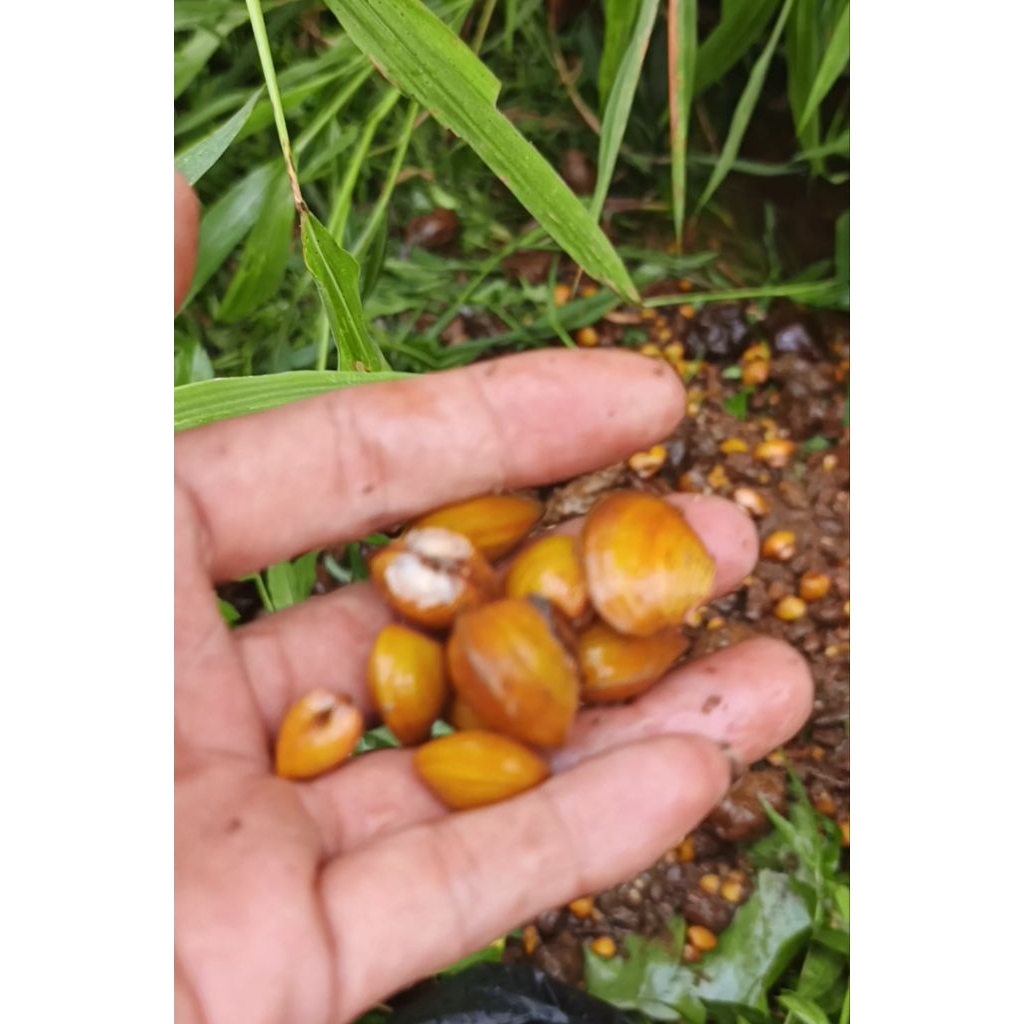 Remis kerang kuning air tawar