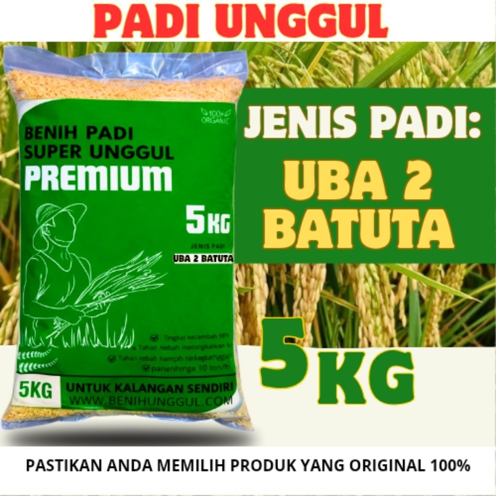 Benih/bibit padi ub2 batuta kemasan 5kg